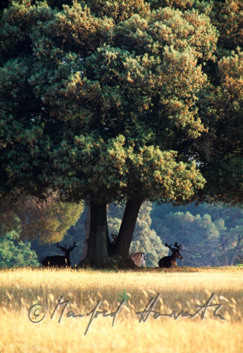 fallow deers rest under a holy oak