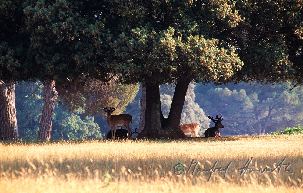 fallow deers rest under a holy oak