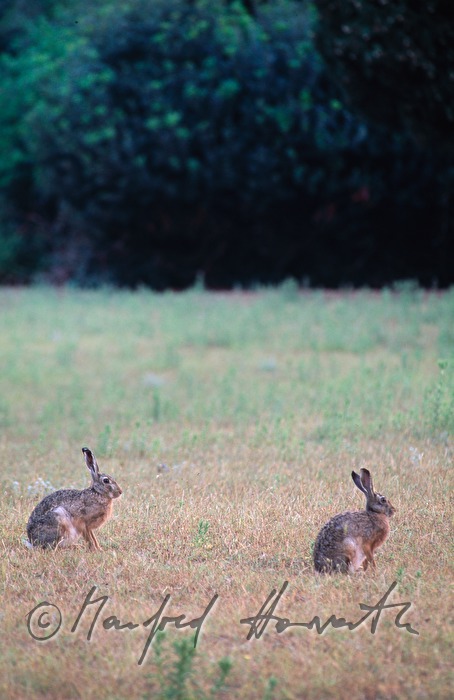 brown hare on a clearing glade