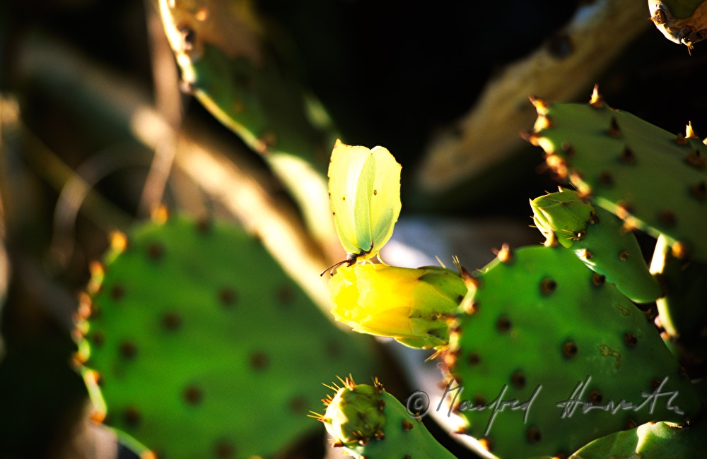 bloom of an indian fig and butterfly
