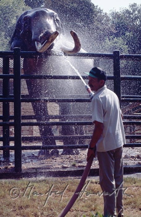 quenching of the elephant in the safari park