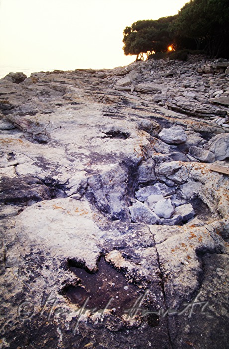 foot print of a dinosaur on the beach