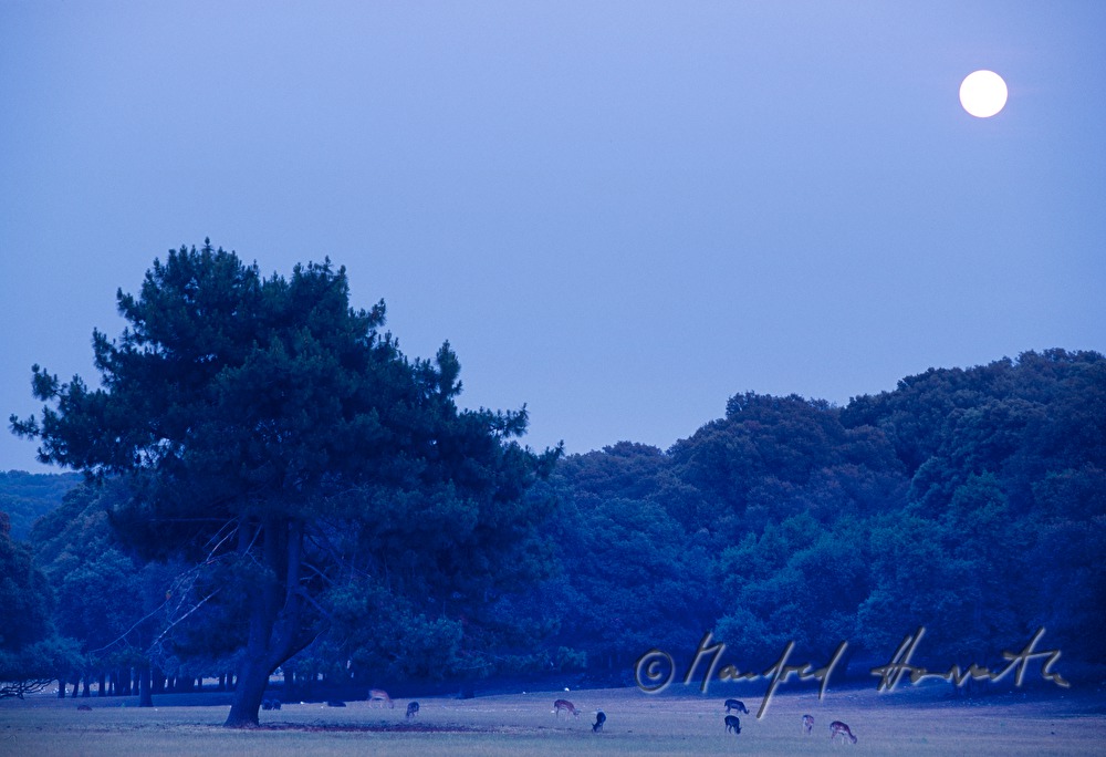 full moon over the clearing glade