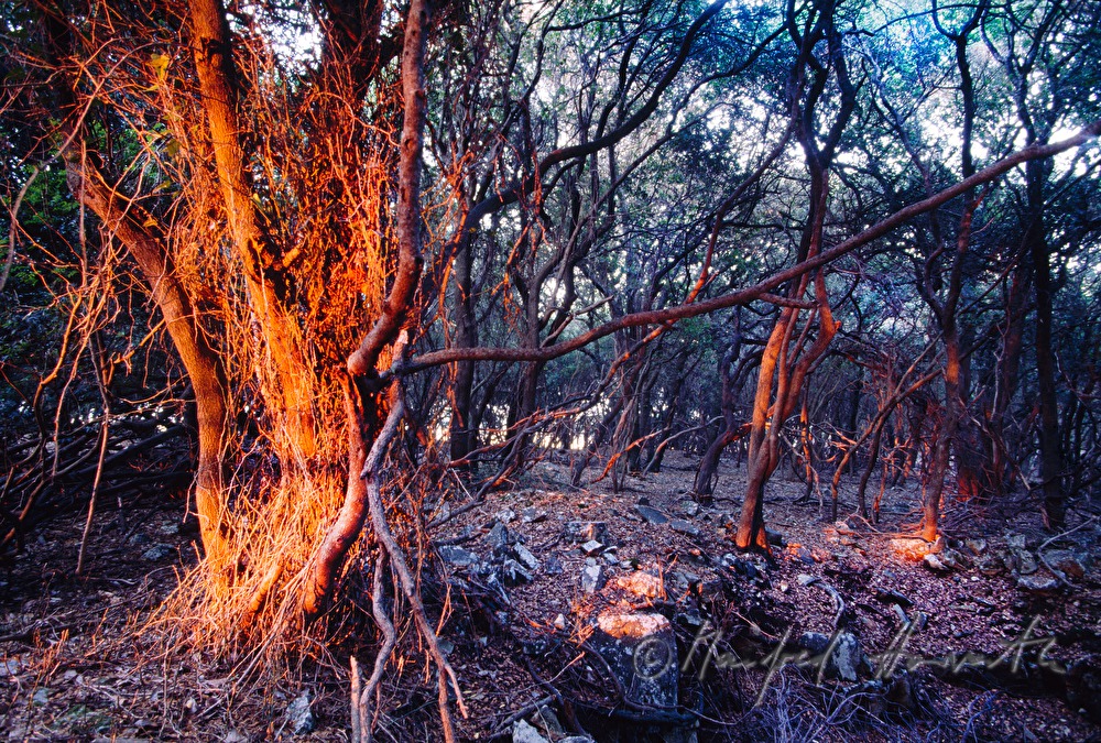 forest and stony soil