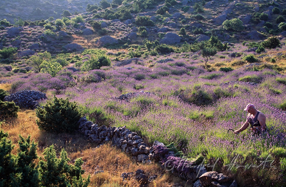 farmer at the lavender harvest