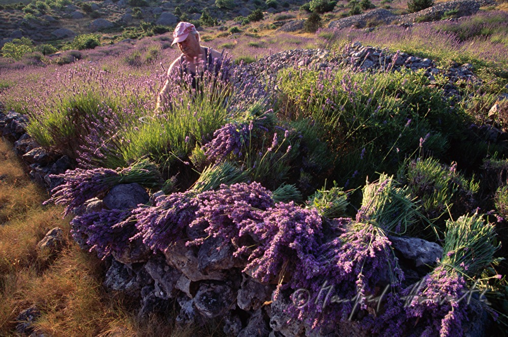 farmer at the lavender harvest