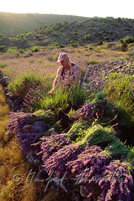farmer at the lavender harvest