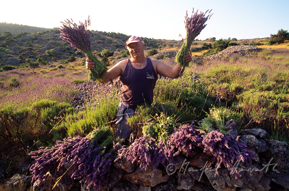 farmer at the lavender harvest