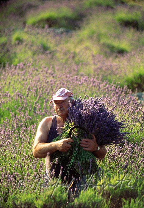 farmer at the lavender harvest