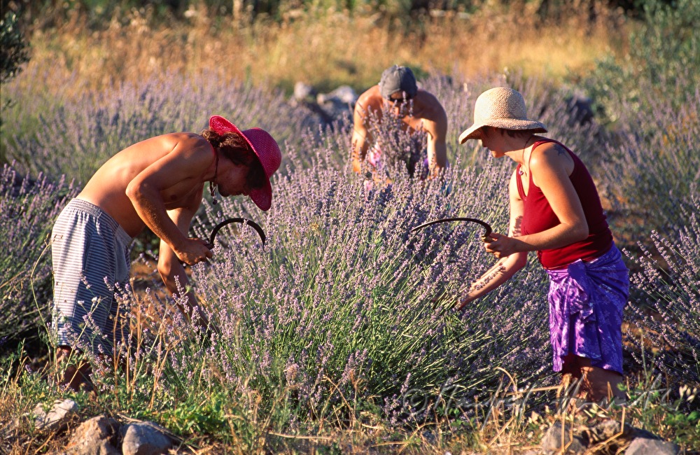 farmers at the lavender harvest