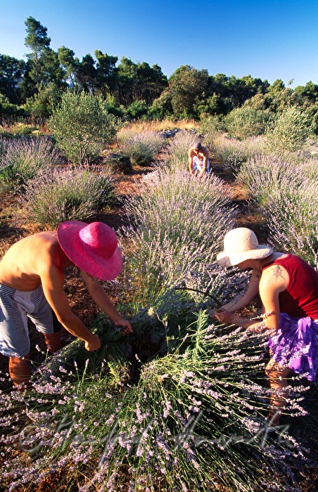 farmers at the lavender harvest