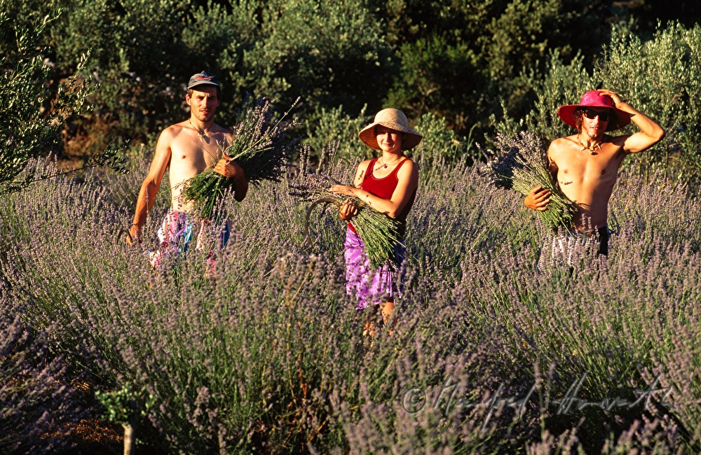 farmers at the lavender harvest