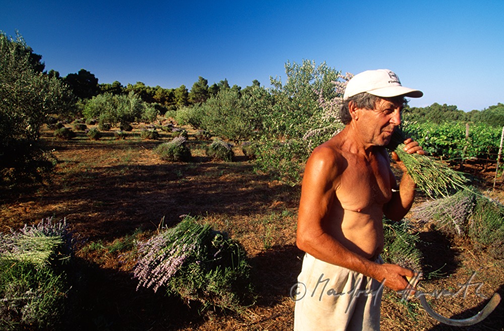 farmer at the lavender harvest