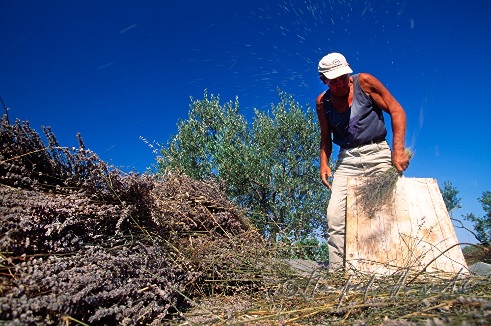 farmer threshing lavender