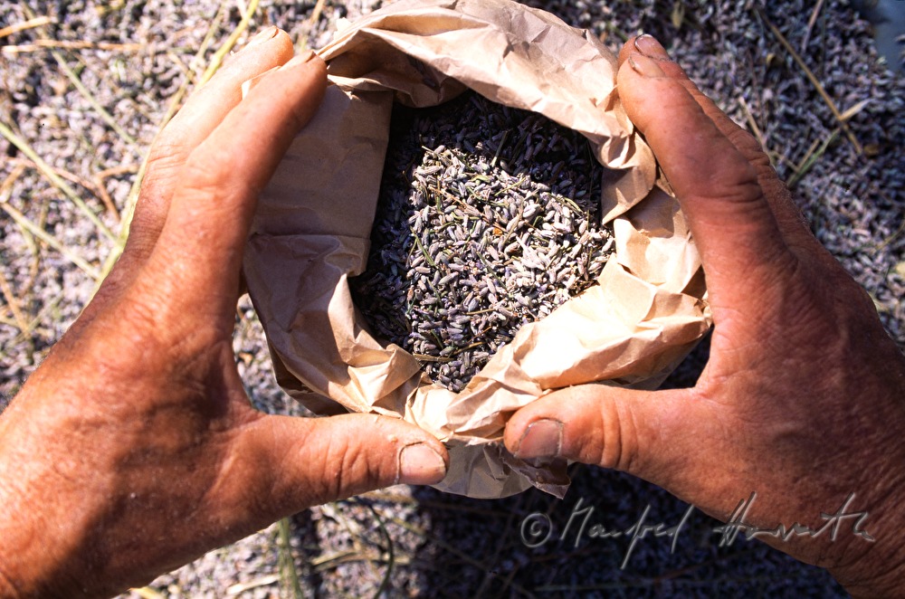 charging of lavender blossoms