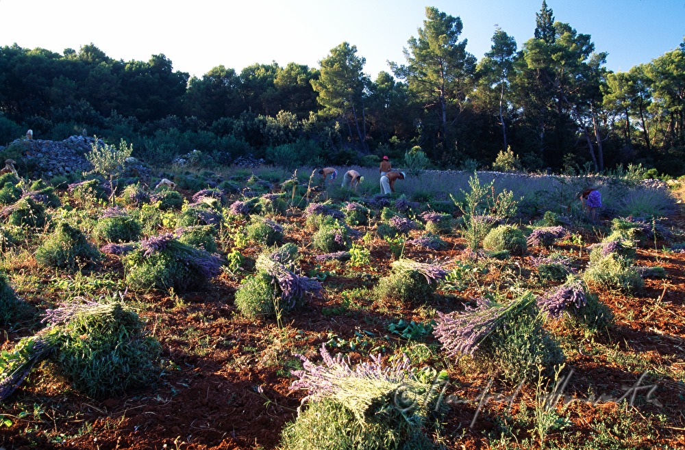 farmers at the lavender harvest