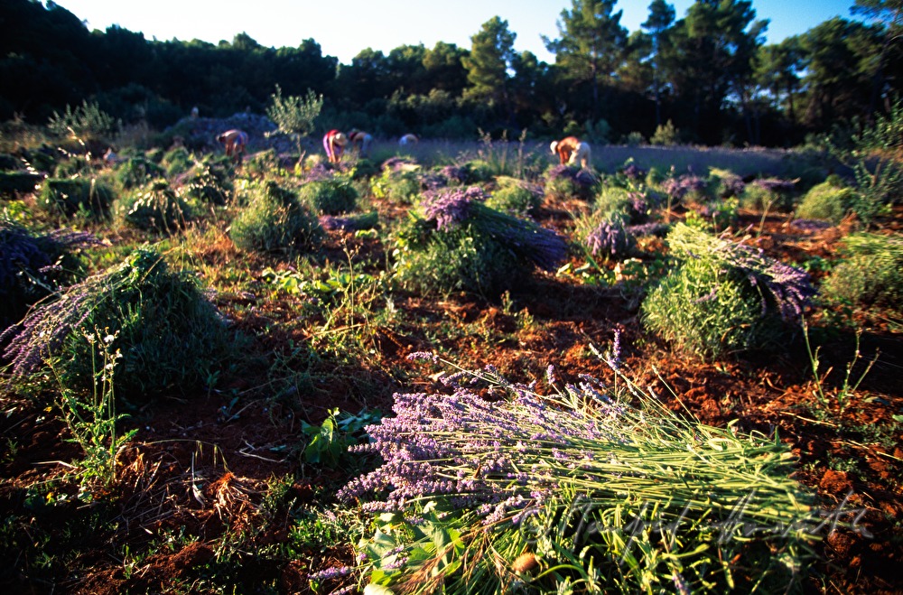farmers at the lavender harvest