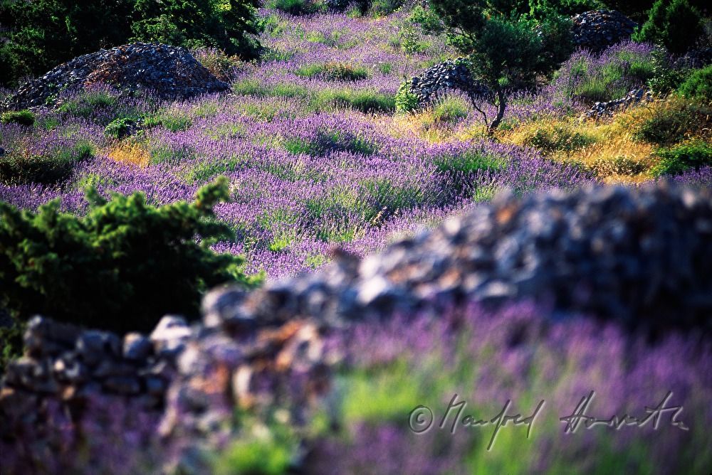 blooming lavender field