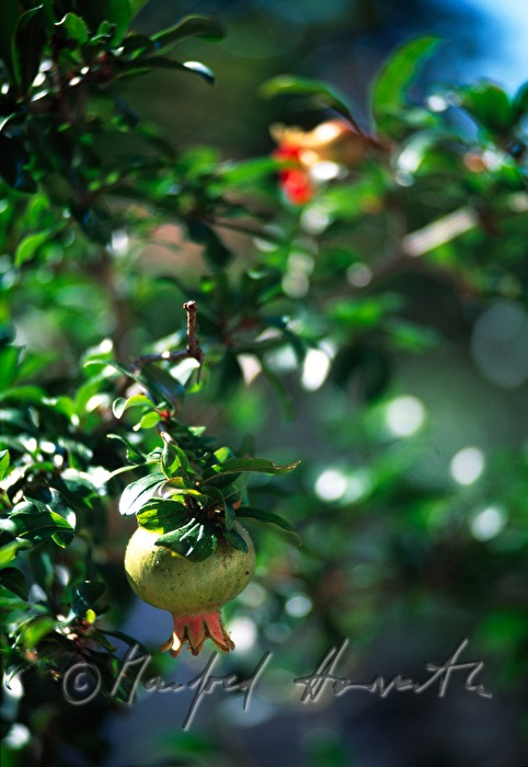 pomegrenade tree with fruits