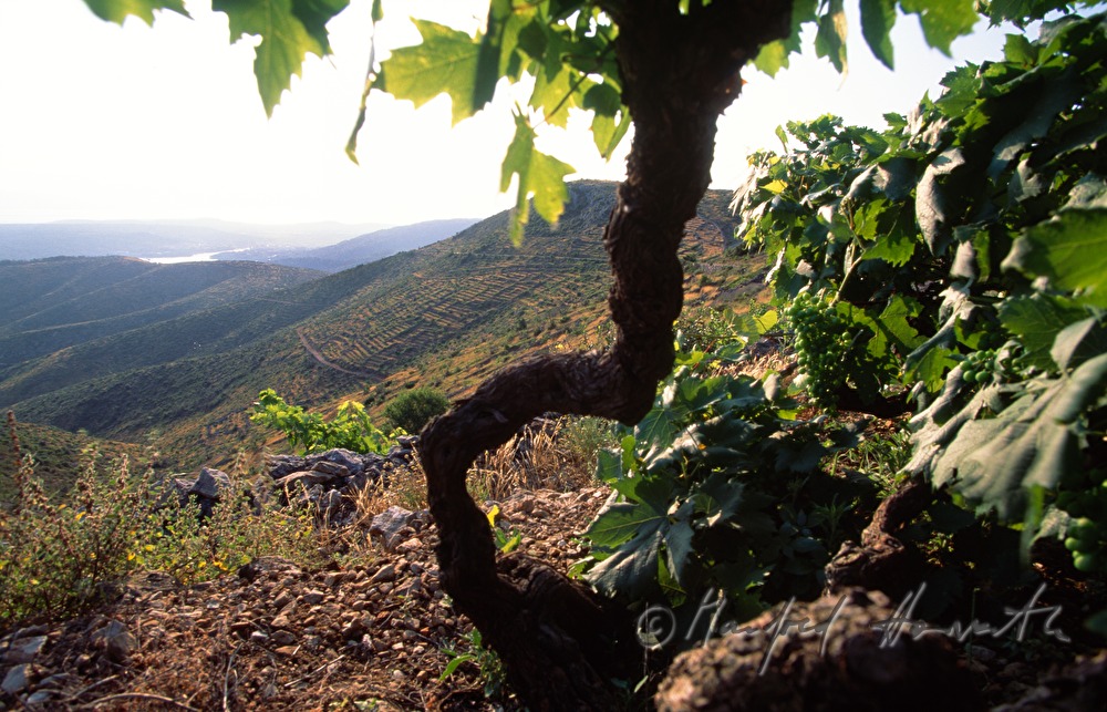 grape-vine in a vineyard
