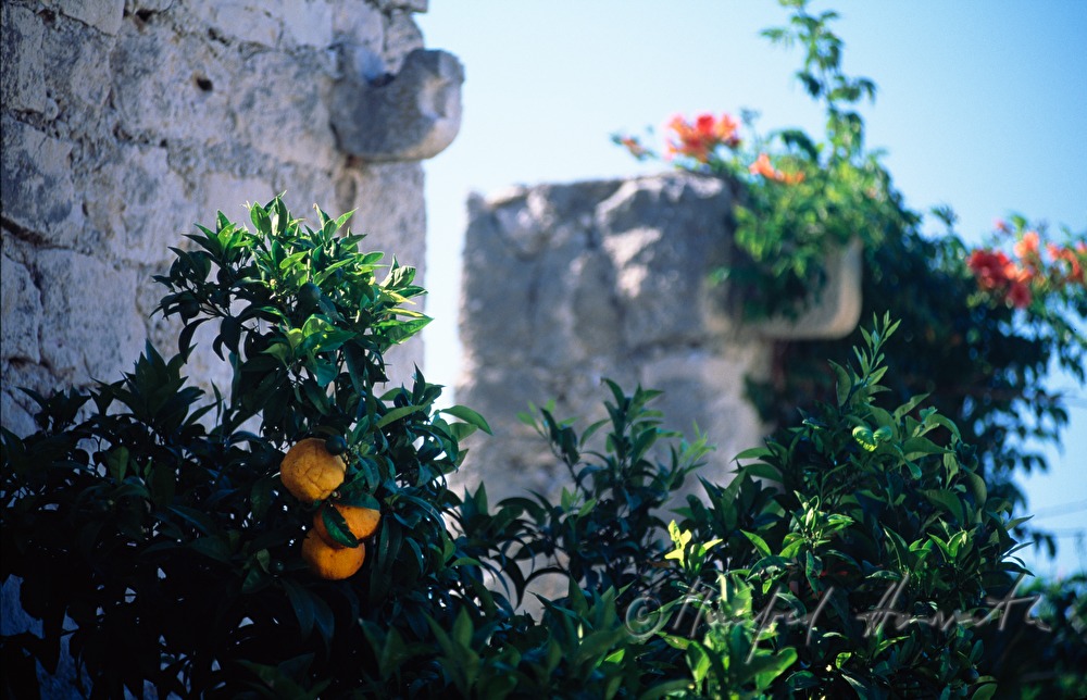 orange tree at fortress Spanjola