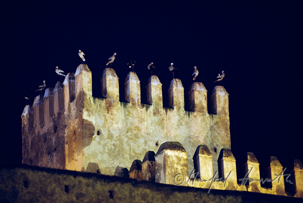 storks on the own wall