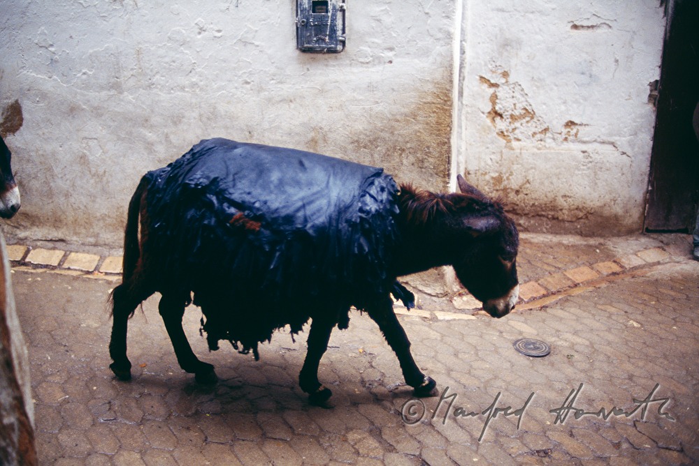 donkey transporting animal's skins