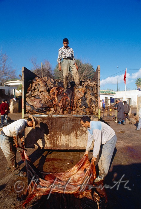 unloading animal's skins