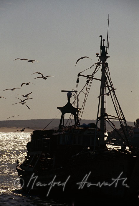 sailing boat an seagulls in the Atlantic Ocean