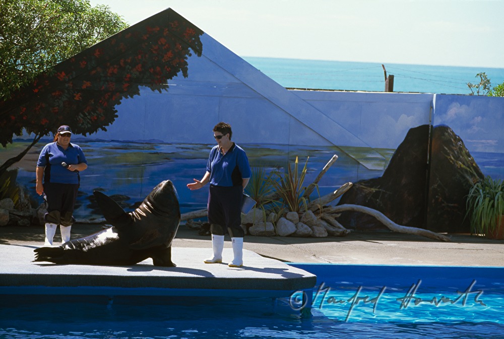 sea lion in the Marine World