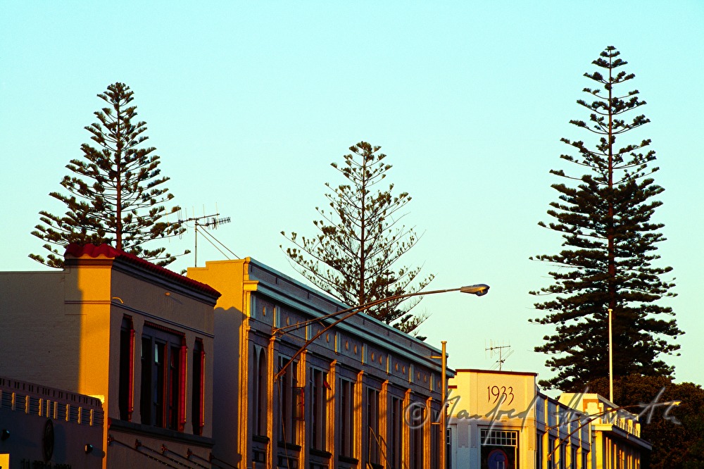 house facades and Norfolk Island Pines