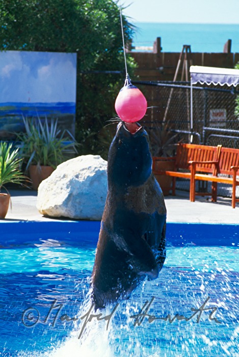sea lion in the Marine World