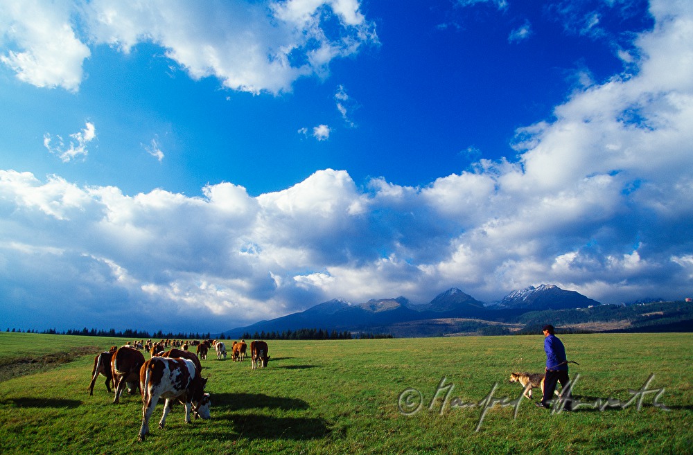 herdsman near Dolny Kubin