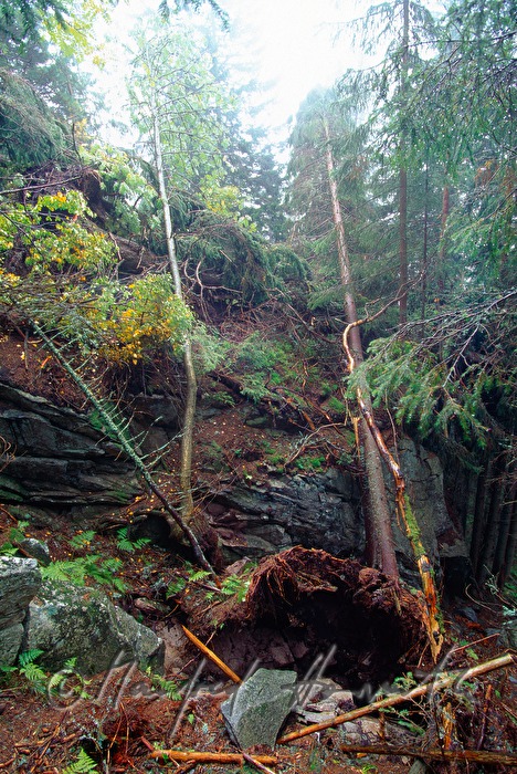 toppled tree in the virgin forest