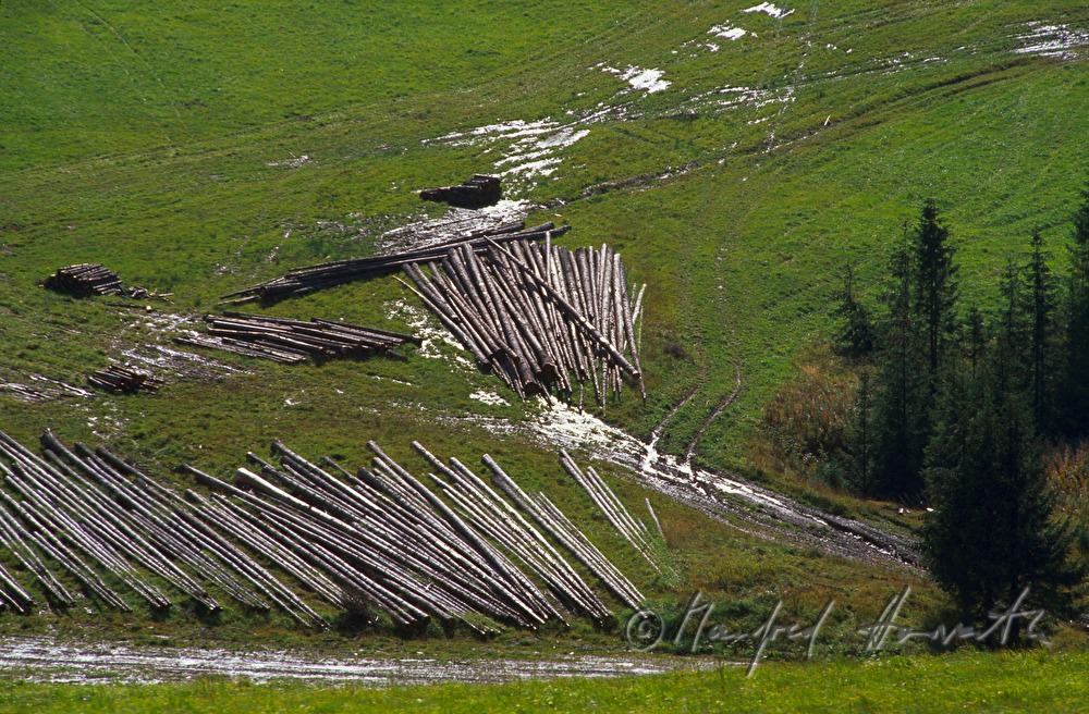 tree trunks in a meadow