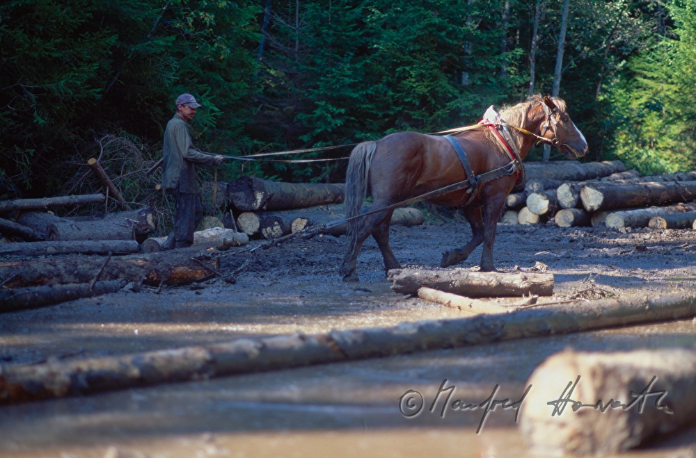 pulling a tree trunk with a workhorse