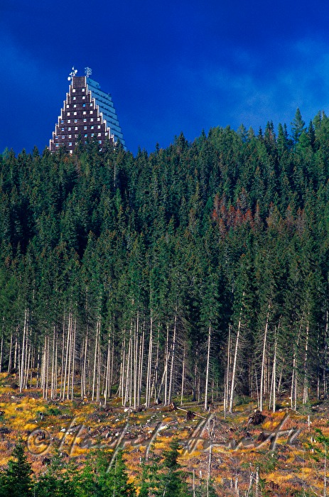 Hotel Panorama and conifer forest