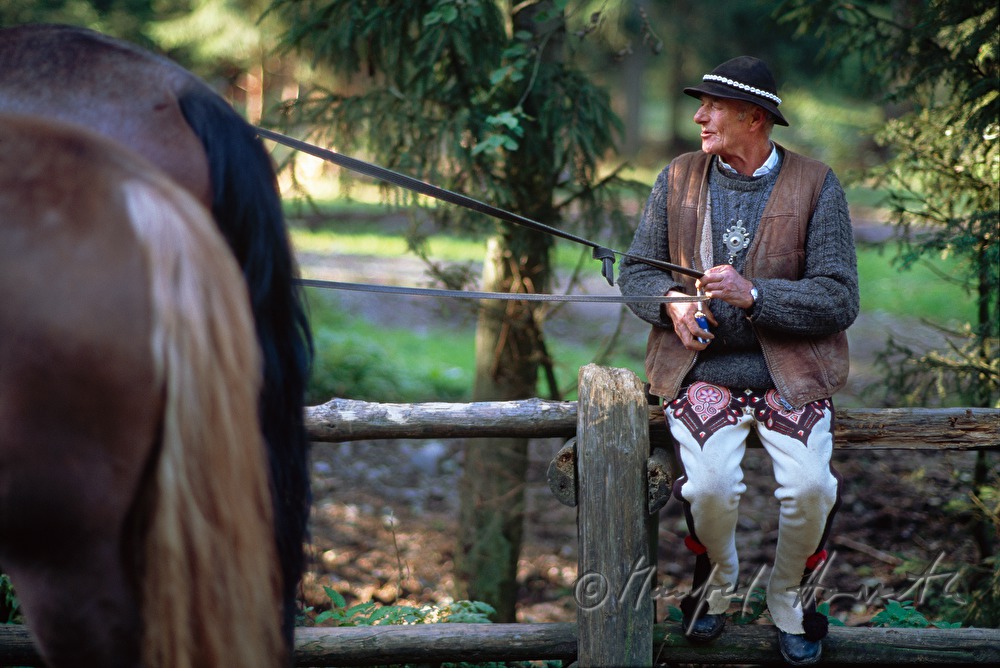carriage driver and horse
