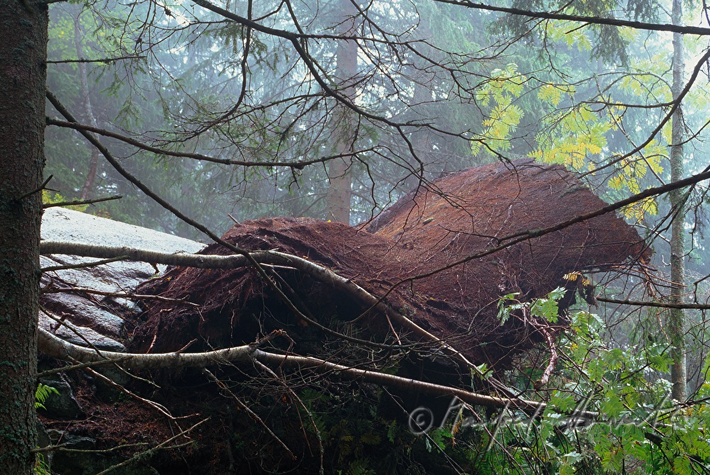 toppled tree in the virgin forest