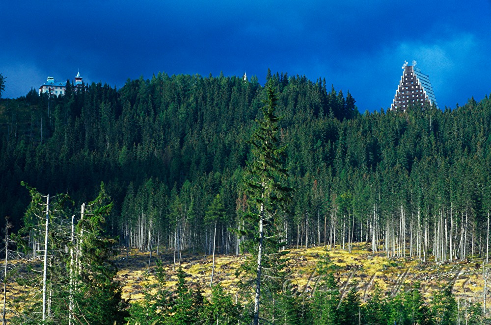Hotel Panorama and conifer forest