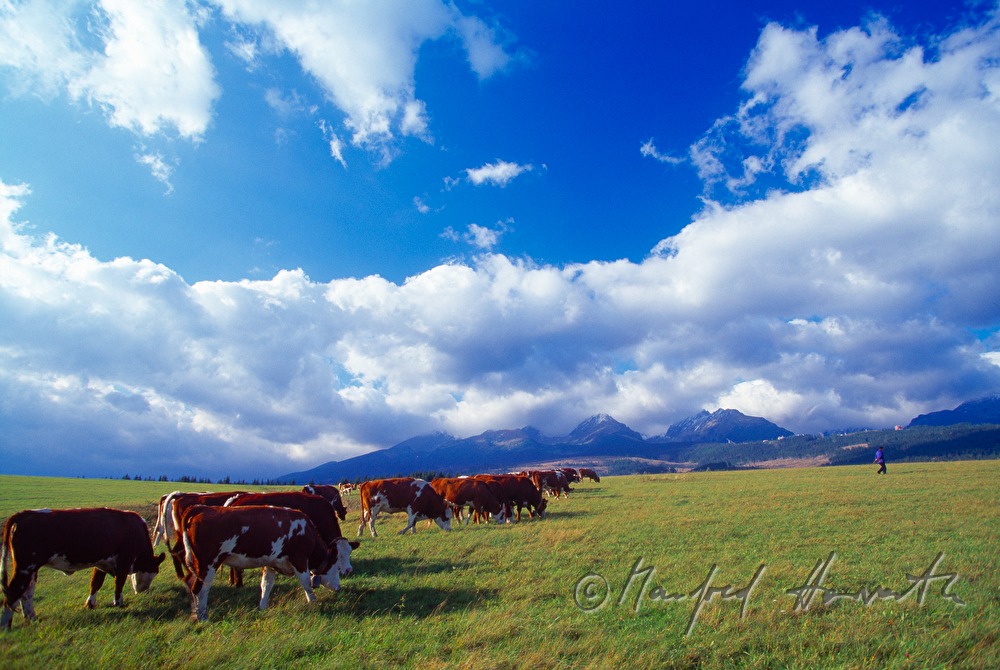 cattle flock near Dolny Kubin