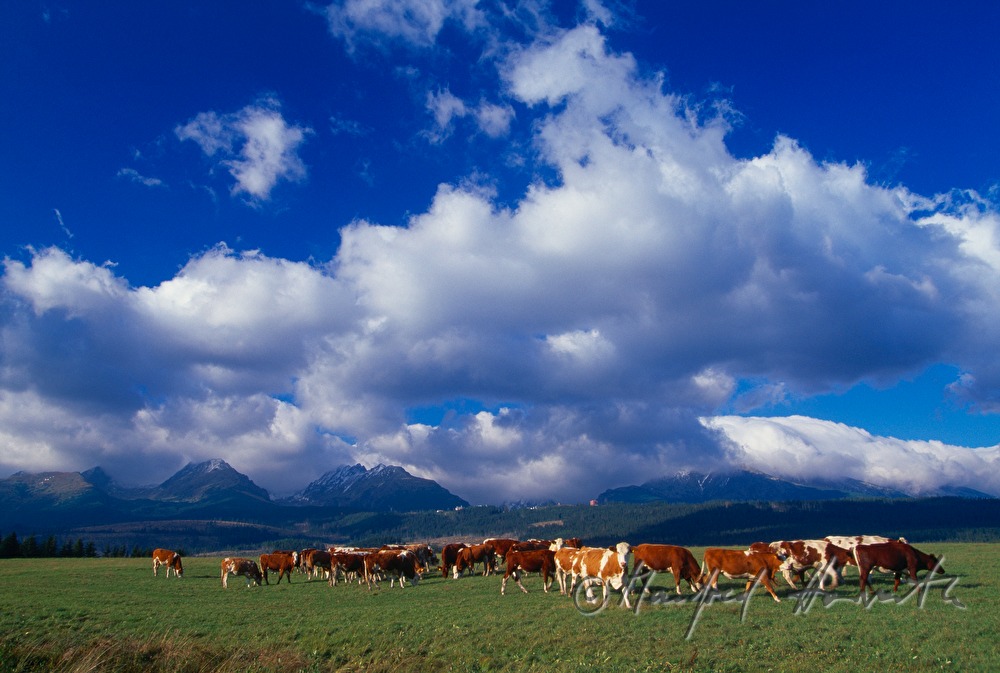 cattle flock near Dolny Kubin