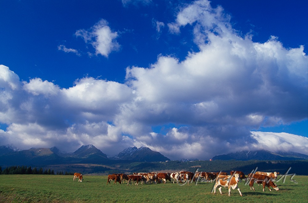 cattle flock near Dolny Kubin