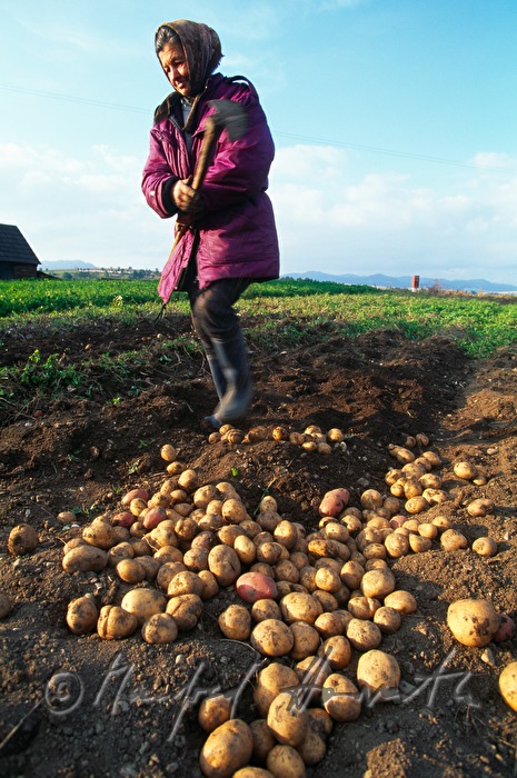 farmers wife in the potato field