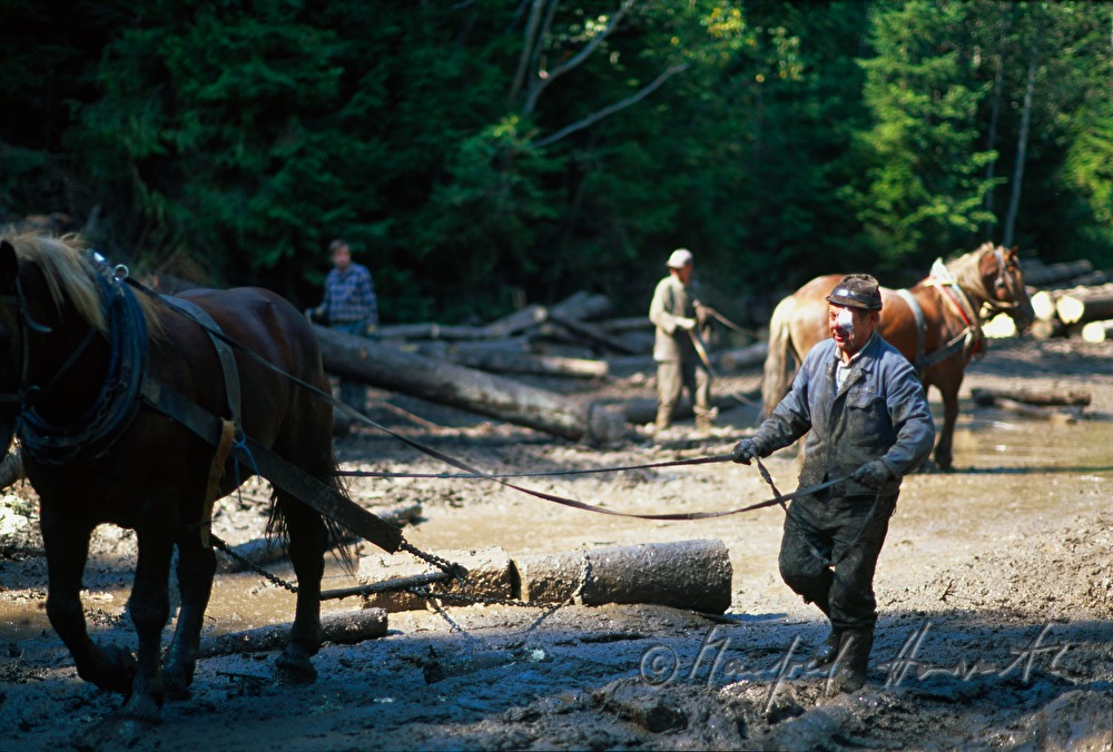 pulling a tree trunk with a workhorse