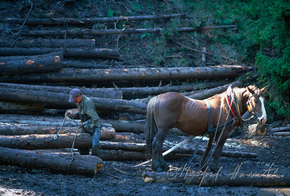 pulling a tree trunk with a workhorse