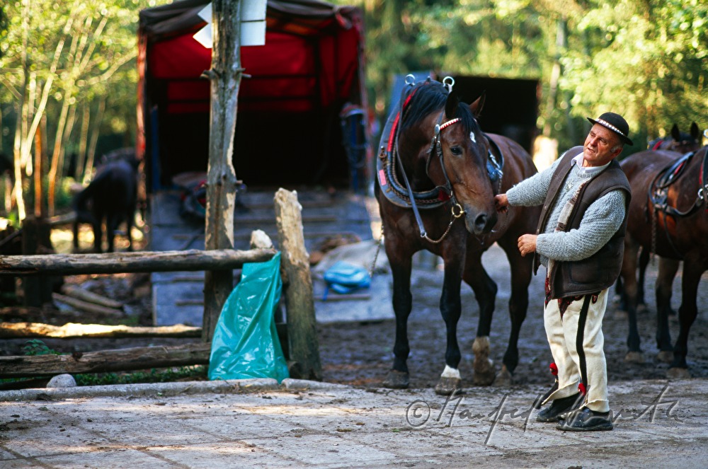 carriage driver and horse