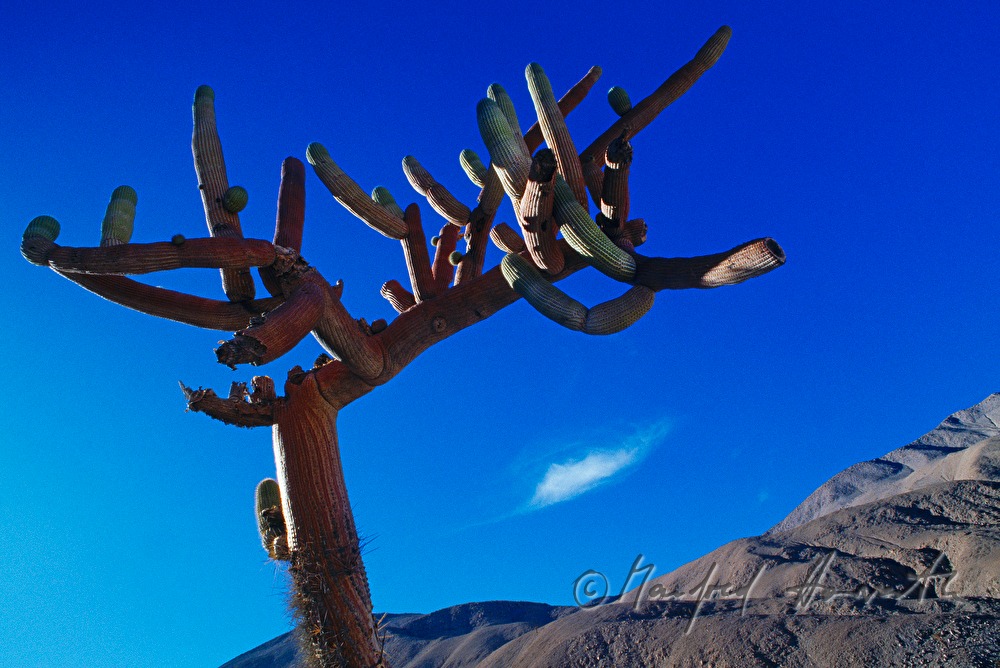 cactus and mountain range