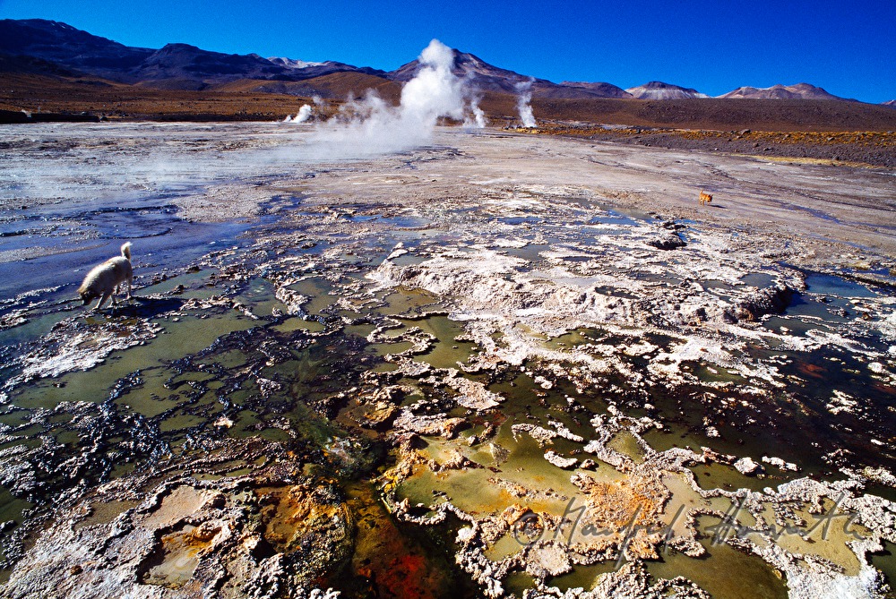 salt lakes and geysers of El Tatio