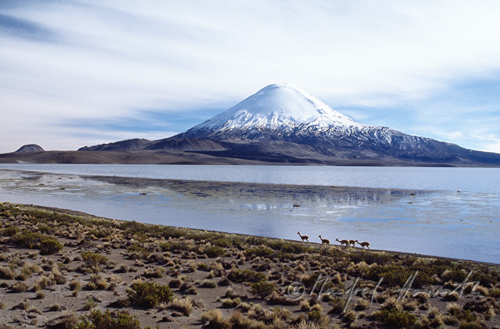 Lago Chungará, Vulkan Parinacota and Vicunas